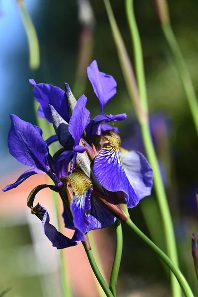 Iris Blommor Vackra Blommor Och Kronblad — Stockfoto