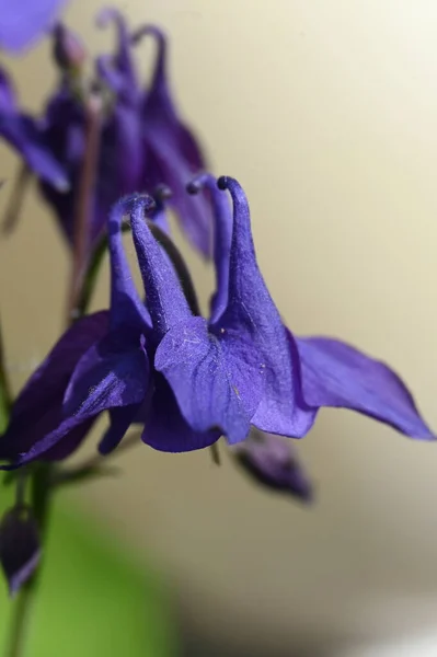 Blå Blommor Trädgården Aquilegia Vulgaris — Stockfoto
