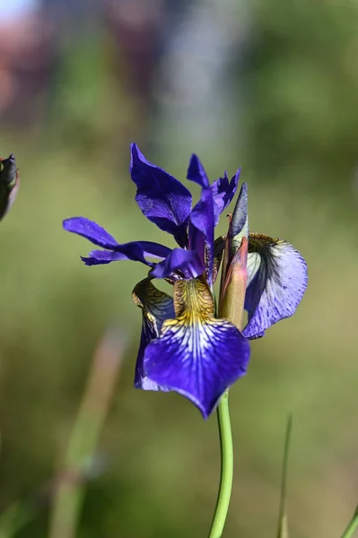 Blå Iris Blomma Trädgården — Stockfoto