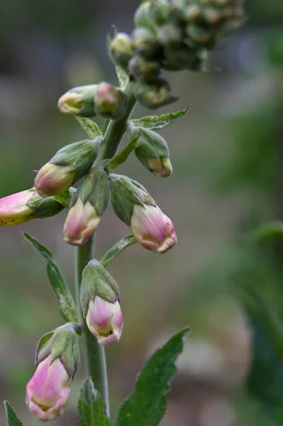 ดอกไม สวยงามในสวน Digitalis Purpurea — ภาพถ่ายสต็อก