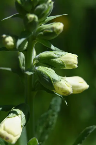 Close Belas Flores Verdes Livre Durante Dia Digitalis Purpurea — Fotografia de Stock