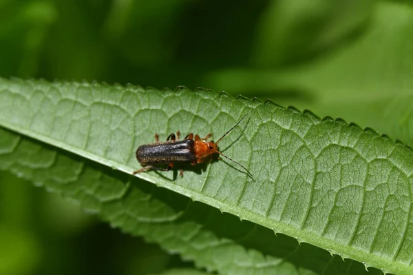 Stock image closeup of bug at wild nature