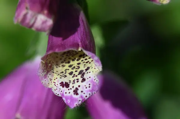 Digitalis Purpurea Adında Güzel Bir Çiçeğe Yaklaş — Stok fotoğraf