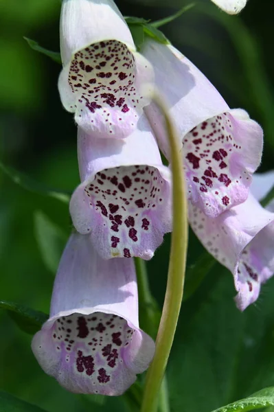 Bahçedeki Güzel Pembe Çiçek Digitalis Purpurea — Stok fotoğraf