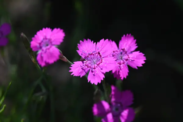 Kauniita Kukkia Puutarhassa — kuvapankkivalokuva