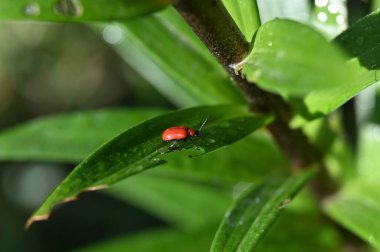 Yaprağın üzerinde kırmızı uğur böceği