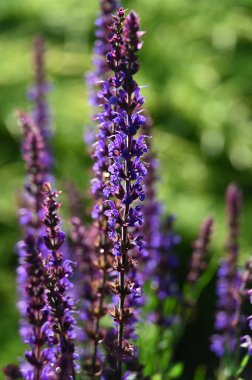 Bahçede güzel çiçekler, şifalı adaçayı