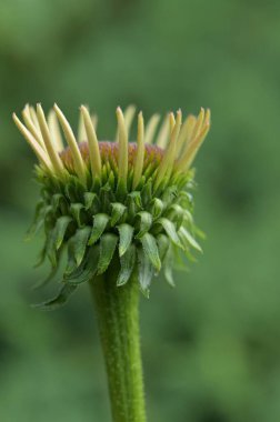 Güzel botanik fotoğrafı, doğal duvar kağıdı.