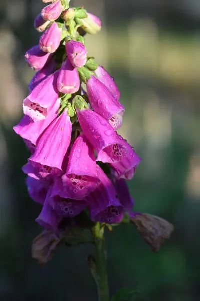 Piękne Kwiaty Ogrodzie Digitalis Purpurea — Zdjęcie stockowe