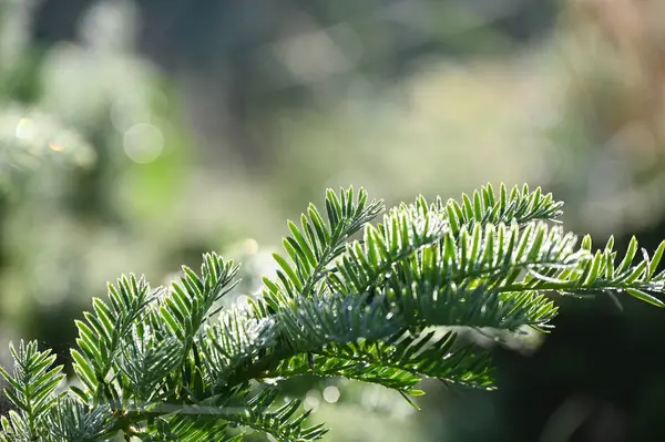 Yılbaşı ağacı dalları, flora