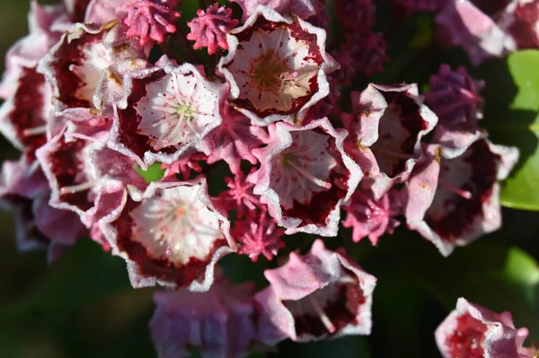 Schöne Blumen Garten Kalmia — Stockfoto