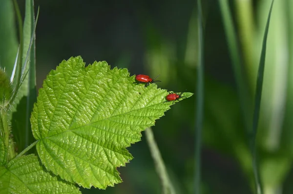 Red Ladybug Green Leaf — Stock Photo, Image