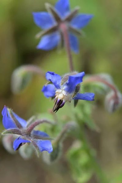 Blå Blommor Naturen Medicinalväxter Gurkört — Stockfoto