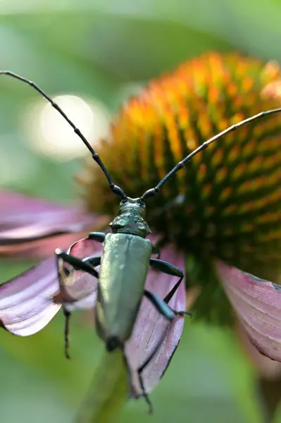 close - up of a beetle on a green leaf, bug