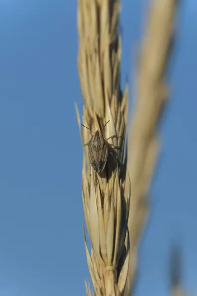 Araignée Sur Toile — Photo
