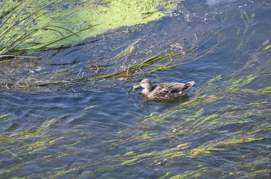 Yaban ördeği gölde yüzüyor.