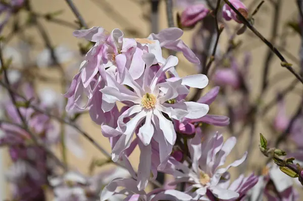 Spring Blooming Tree Flowers — Stock Photo, Image