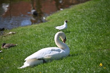 Parktaki kuğular ve kuğular