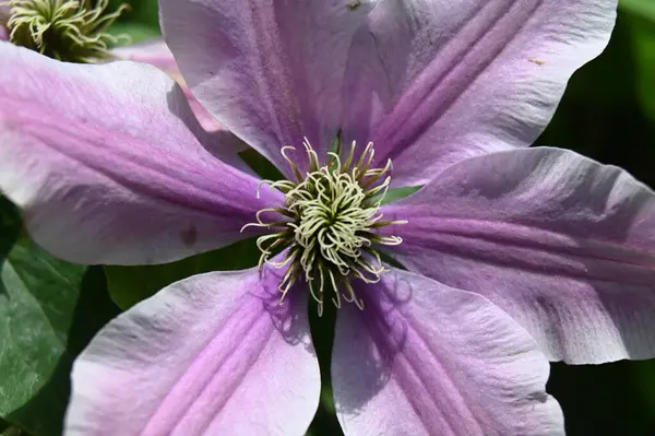 Bliska Góry Piękny Fioletowy Kwiat — Zdjęcie stockowe