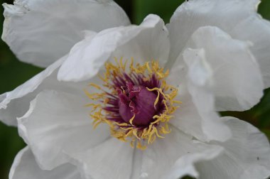 Güzel çiçekli beyaz bir gülün yakın plan çekimi.