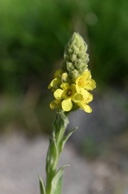 Bahçedeki güzel sarı çiçekler