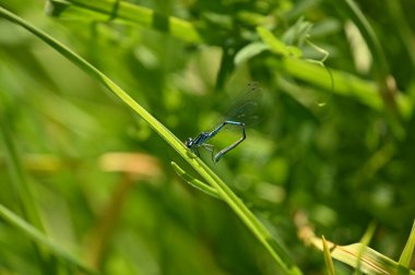 Otların arasında yusufçuk