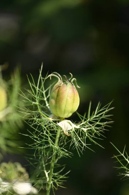 Olgun yeşil elmalar ağaçta