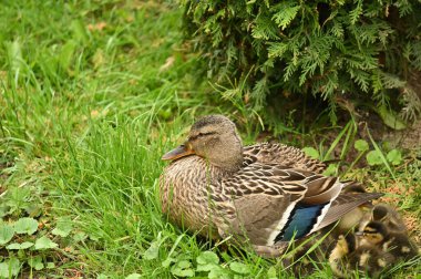 Gölde yaban ördekleri