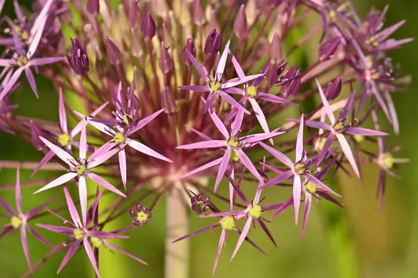 Bir Bitkinin Yıldız Şeklindeki Çiçeği — Stok fotoğraf