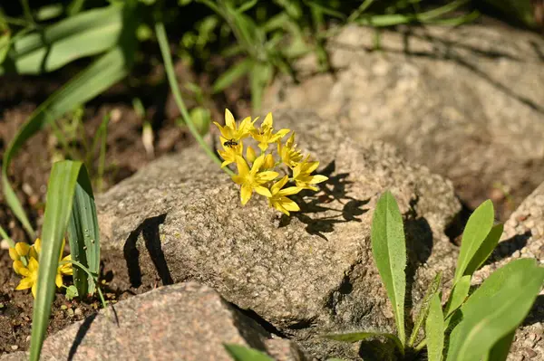 Ormanda Yetişen Güzel Sarı Bir Çiçek — Stok fotoğraf
