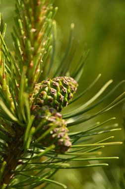 Ağaçtaki çam kozalağı