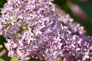 İlkbaharda açan leylak çalısı