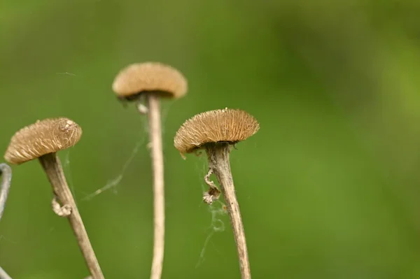 Cogumelos Selvagens Crescendo Floresta — Fotografia de Stock