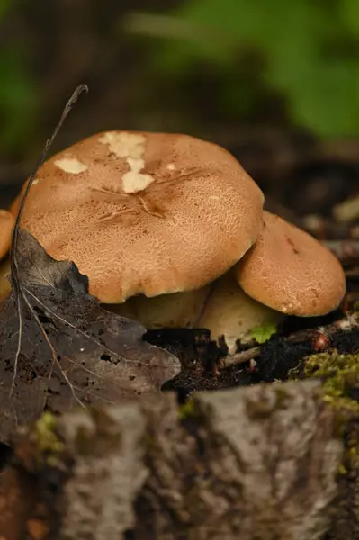 Nahaufnahme Eines Schönen Pilzes Wald — Stockfoto