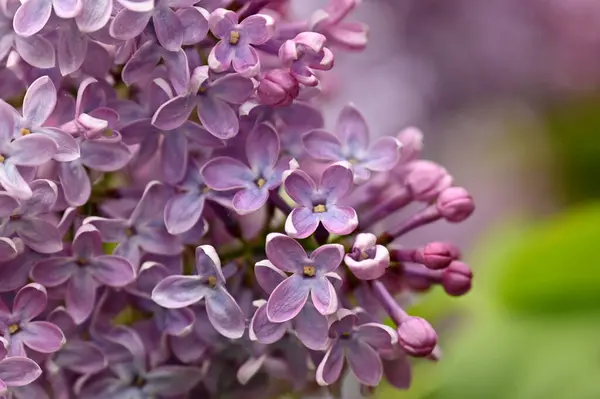 Lilac Flowers Branch — Stock Photo, Image