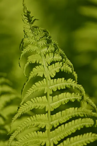 Green Fern Leaf Flora Foliage — Stock Photo, Image
