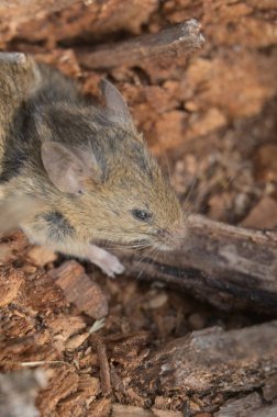 Ormandaki küçük fare