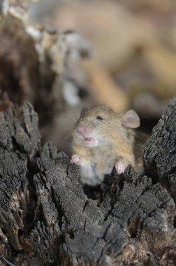 Vahşi doğadaki küçük kahverengi fareye yakın.