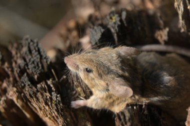 Şirin küçük bir fareye yaklaş
