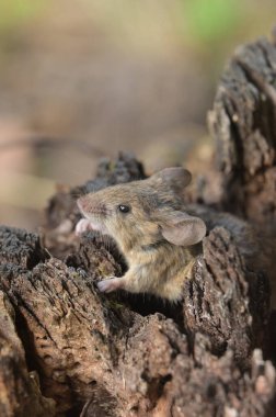 Kahverengi bir fareye yaklaş
