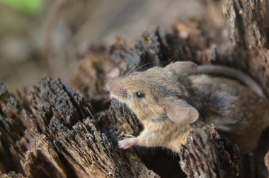 Genç bir fareye yaklaş