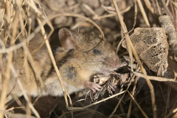 Şirin bir farenin yakın plan fotoğrafı.