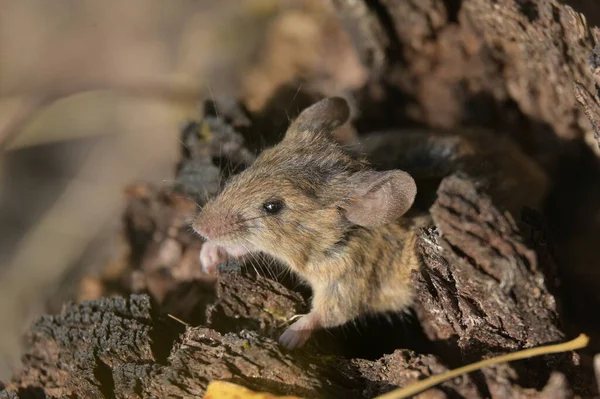 a closeup shot of a cute mouse in the forest