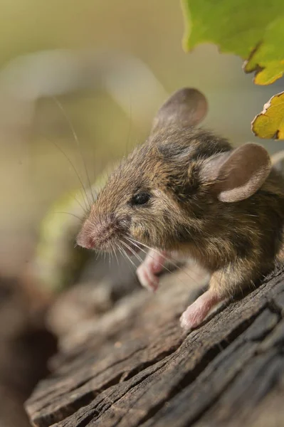 Kleine Rote Maus Auf Trockenen Blättern — Stockfoto