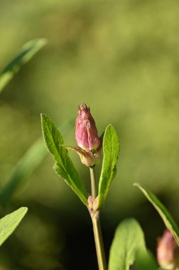 Bahçedeki güzel çiçekler