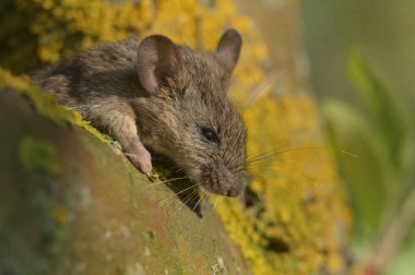 Şirin bir Avrupa ortak faresine (poutus lustratus) yakın görünüm )