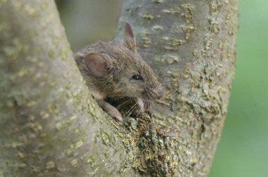Ağaç dalındaki sevimli bir farenin yakın plan fotoğrafı.