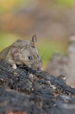 Avrupa gri faresi, Avrupa faresi (kemirgen luuaceus) ağaç gövdesinde