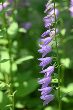 Bahçedeki güzel çiçekler
