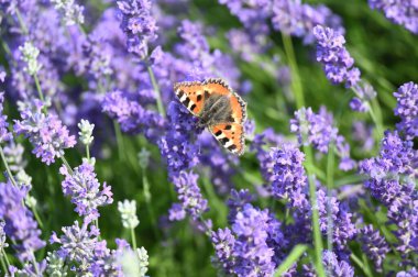 Bahçedeki çiçekte lavanta ve kelebek